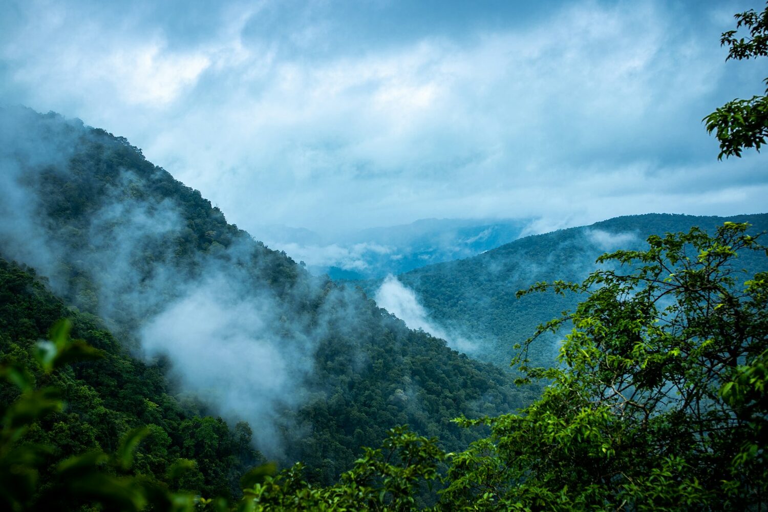 A misty tropical mountain rainforest, its canopy meeting the clouds and open sky along the skyline.