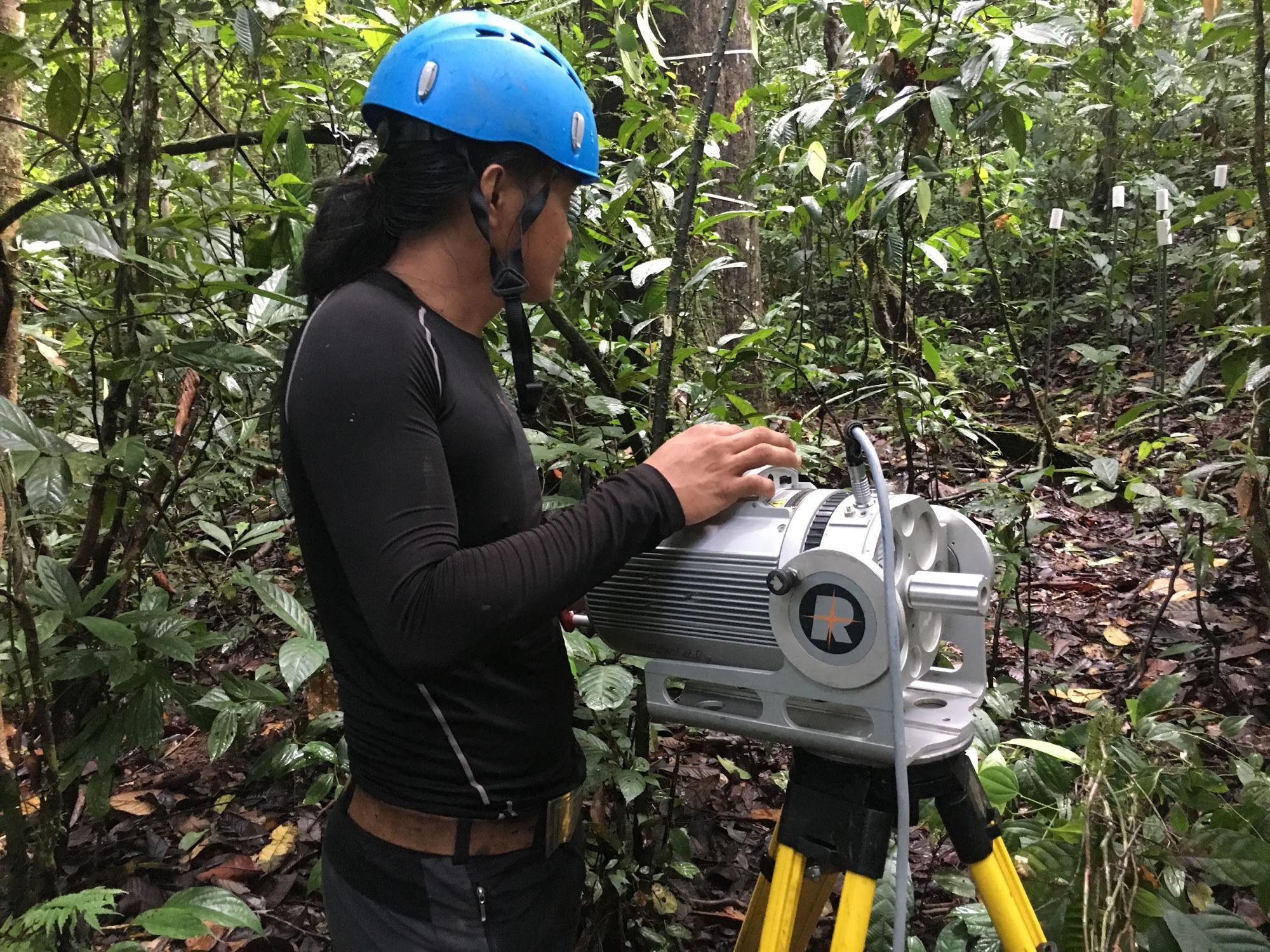 A field crew member operating a terrestrial laser scanner on a tripod in tropical rainforest, with marked survey trees behind.